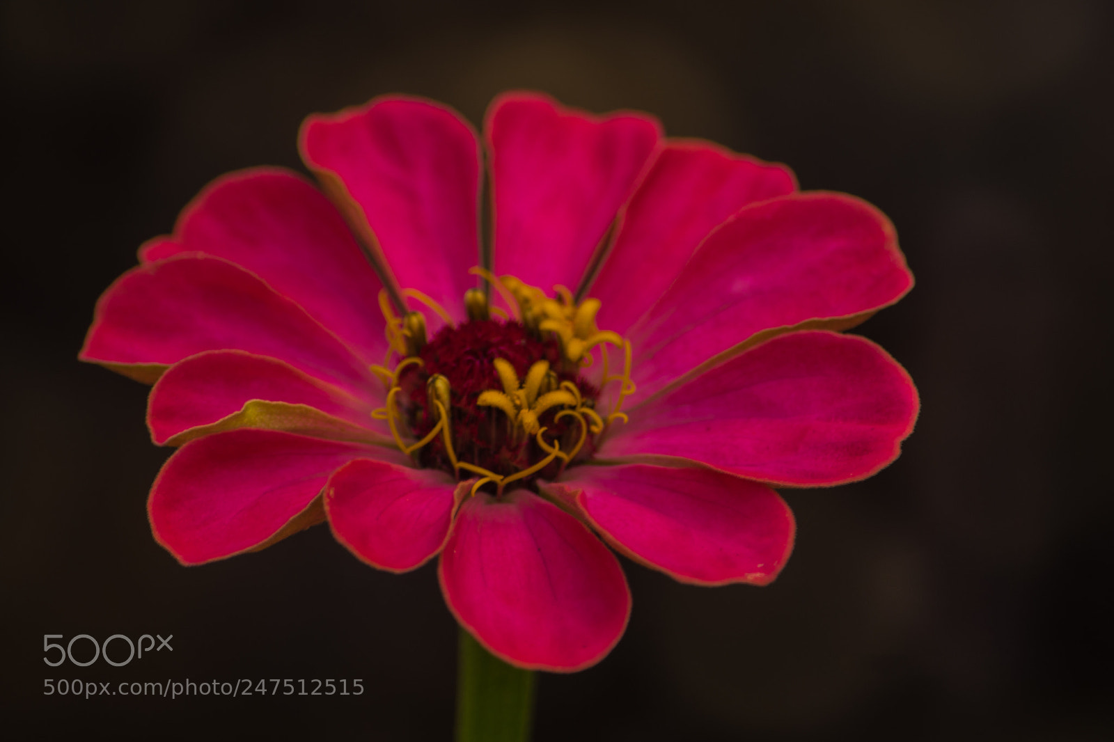Nikon D610 sample photo. Untitled photography