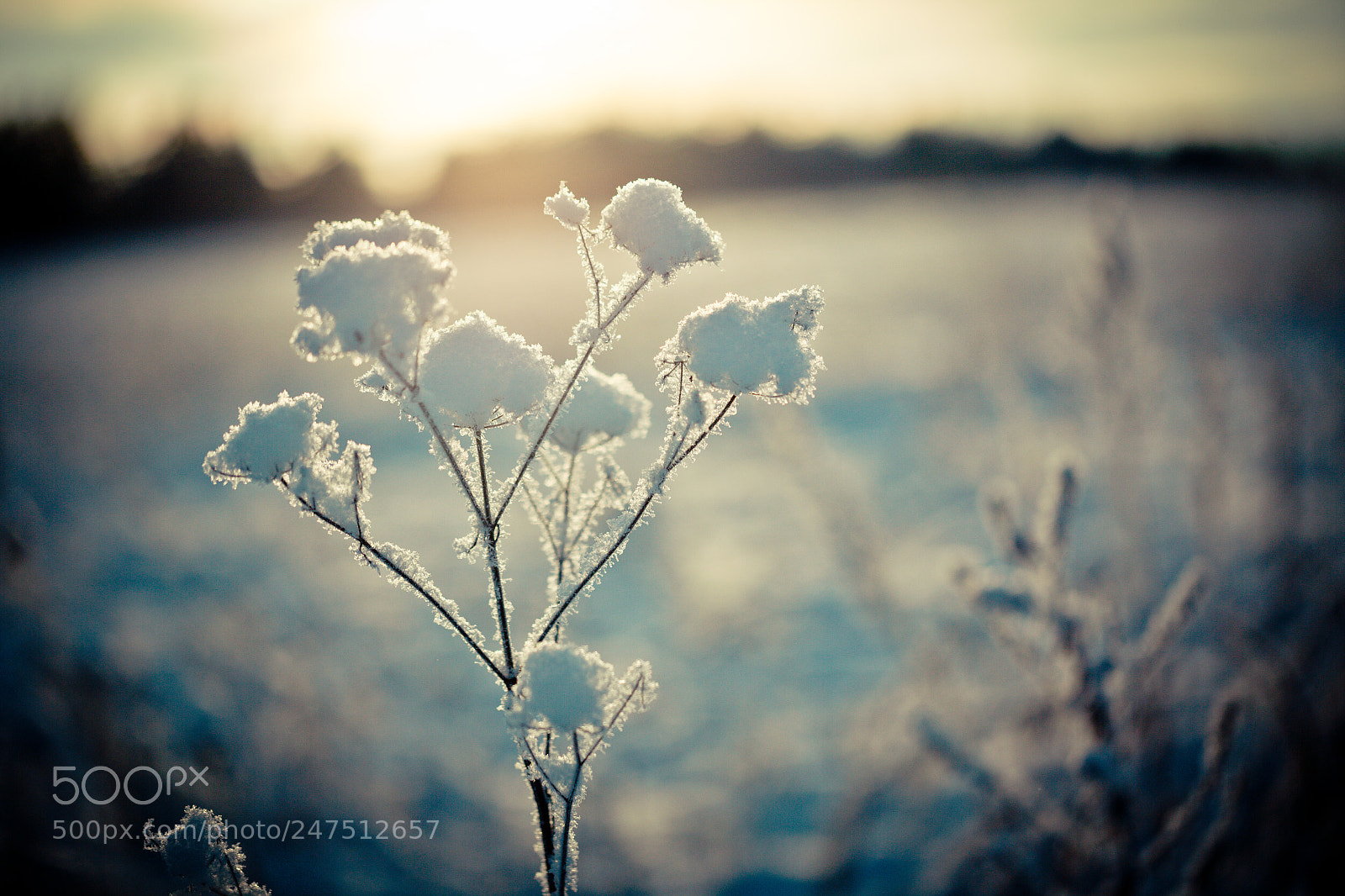 Canon EOS-1Ds Mark II sample photo. Winter branch covered with photography