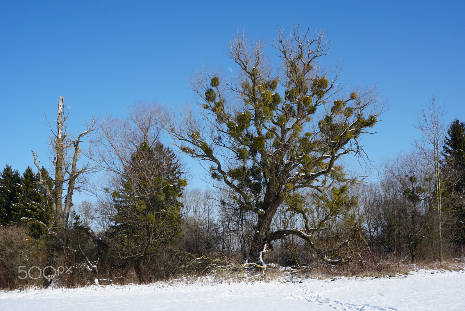 Sony a6300 sample photo. Baum photography