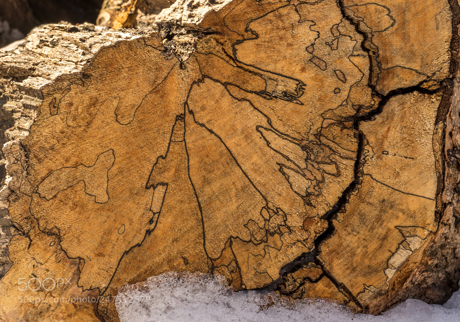 Sony a7 II sample photo. Tree trunk patterns photography