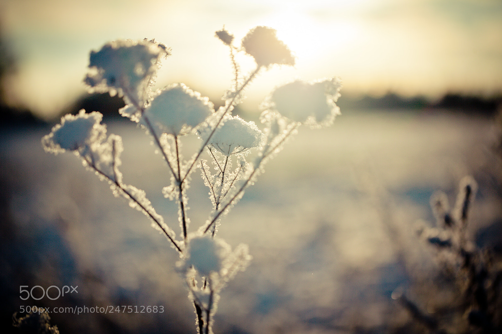 Canon EOS-1Ds Mark II sample photo. Winter branch covered with photography
