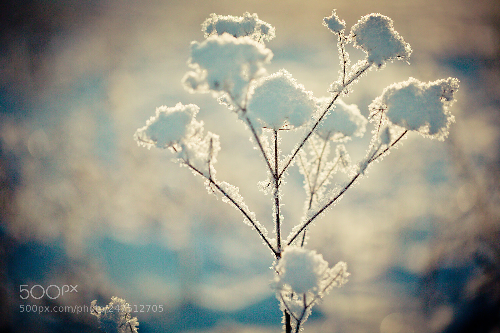 Canon EOS-1Ds Mark II sample photo. Winter branch covered with photography