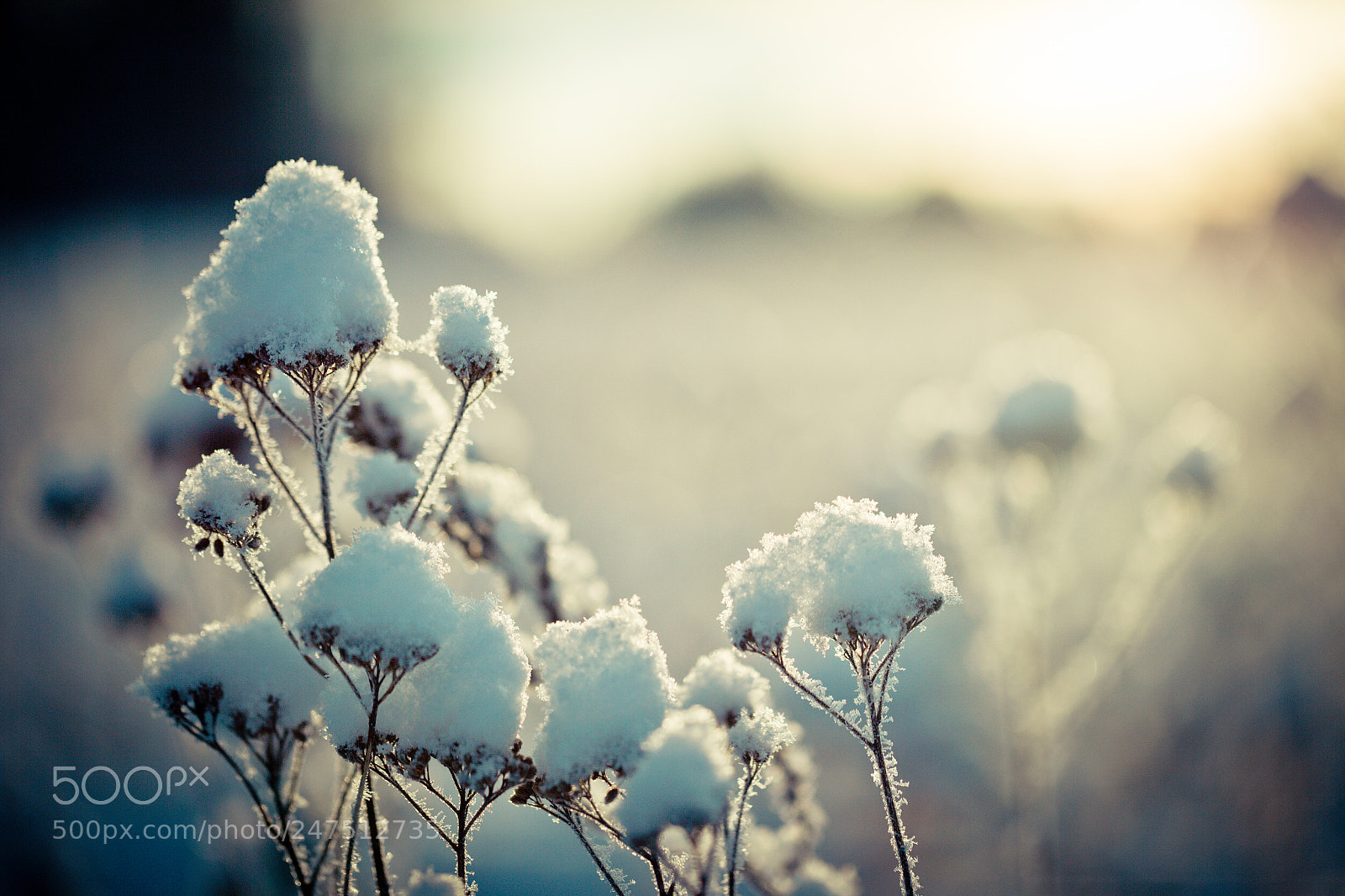 Canon EOS-1Ds Mark II sample photo. Winter branch covered with photography