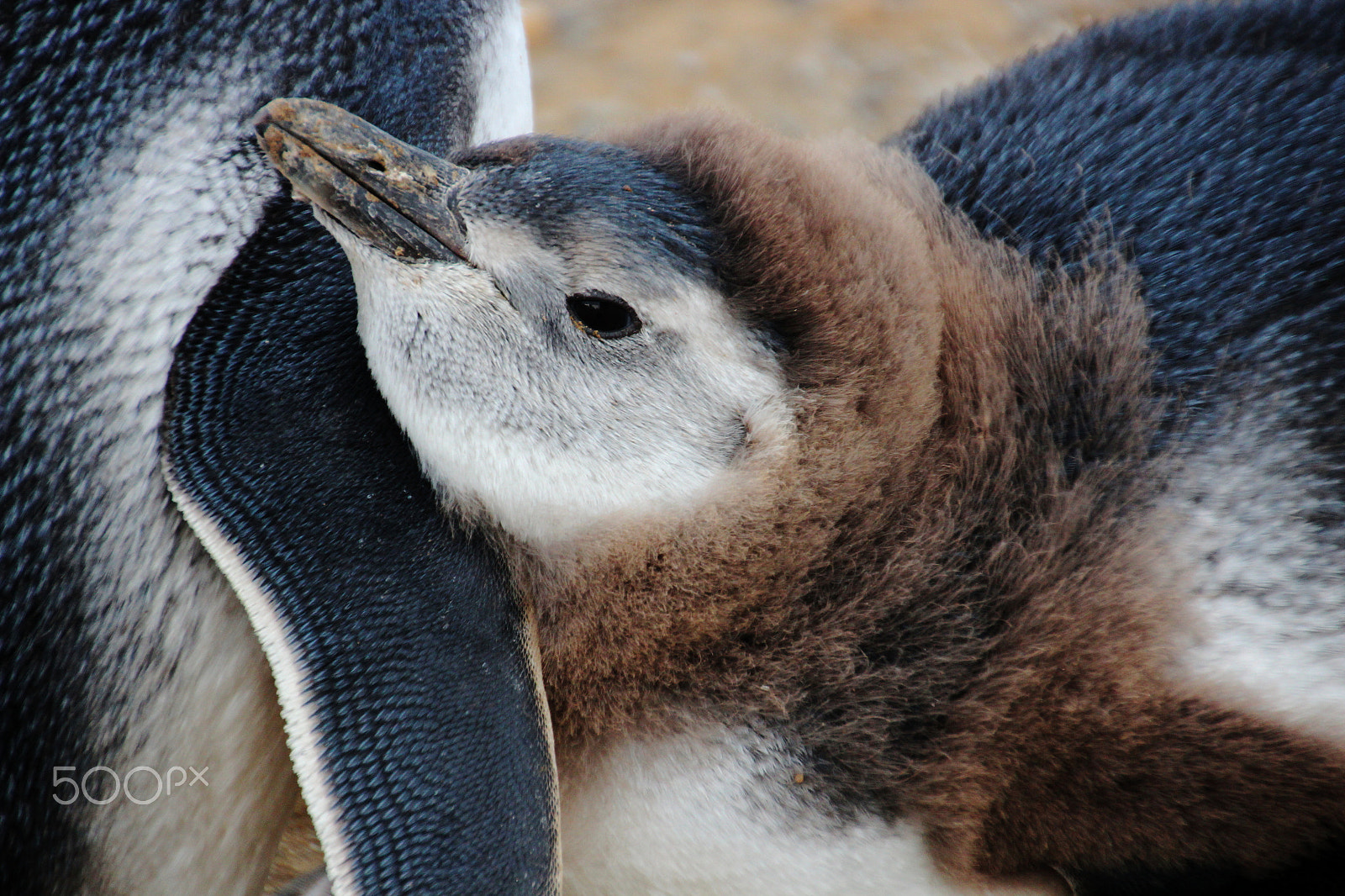Canon EOS 600D (Rebel EOS T3i / EOS Kiss X5) sample photo. Magellanic penguin baby photography