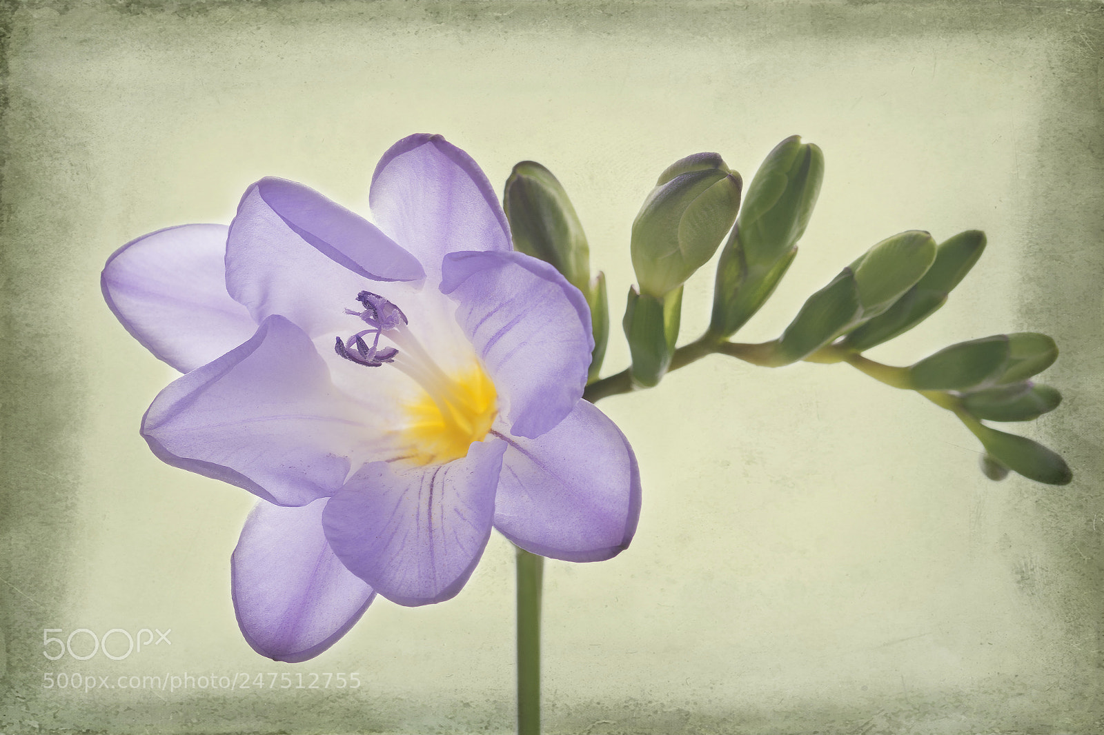 Nikon D7100 sample photo. Freesia photography
