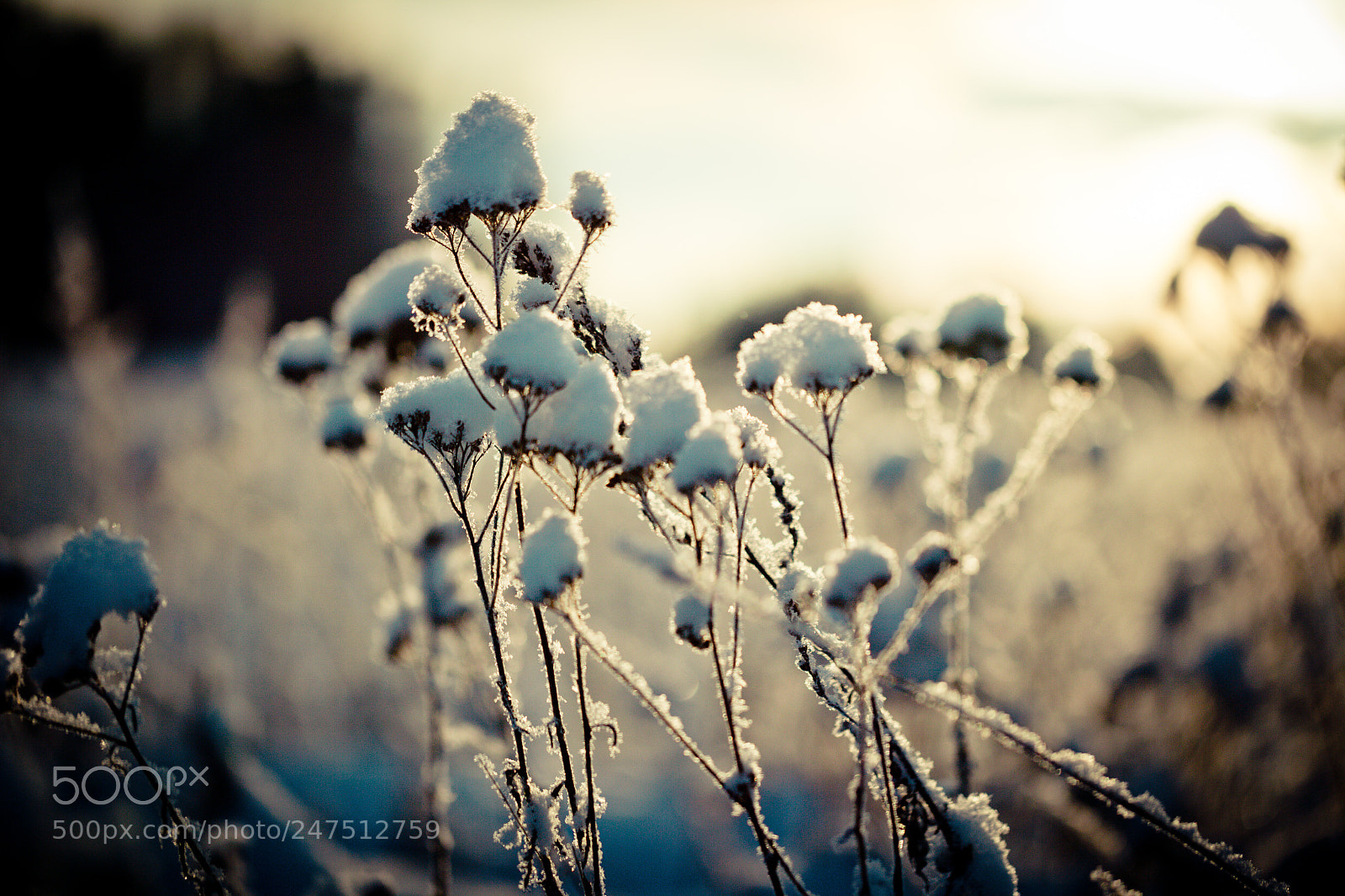 Canon EOS-1Ds Mark II sample photo. Winter branch covered with photography