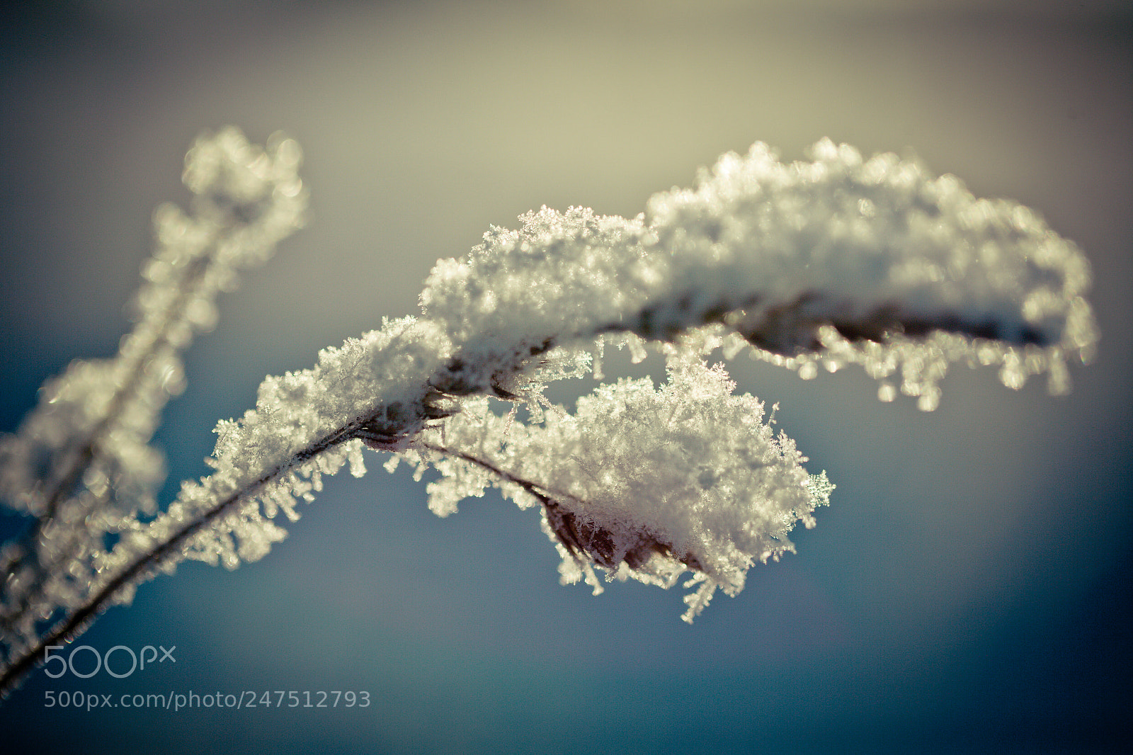 Canon EOS-1Ds Mark II sample photo. Winter branch covered with photography