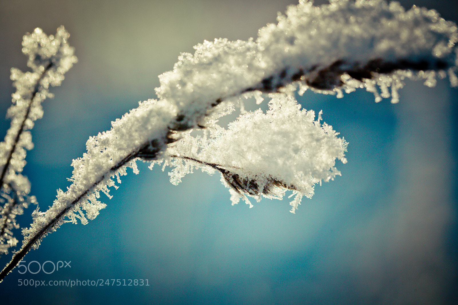 Canon EOS-1Ds Mark II sample photo. Winter branch covered with photography