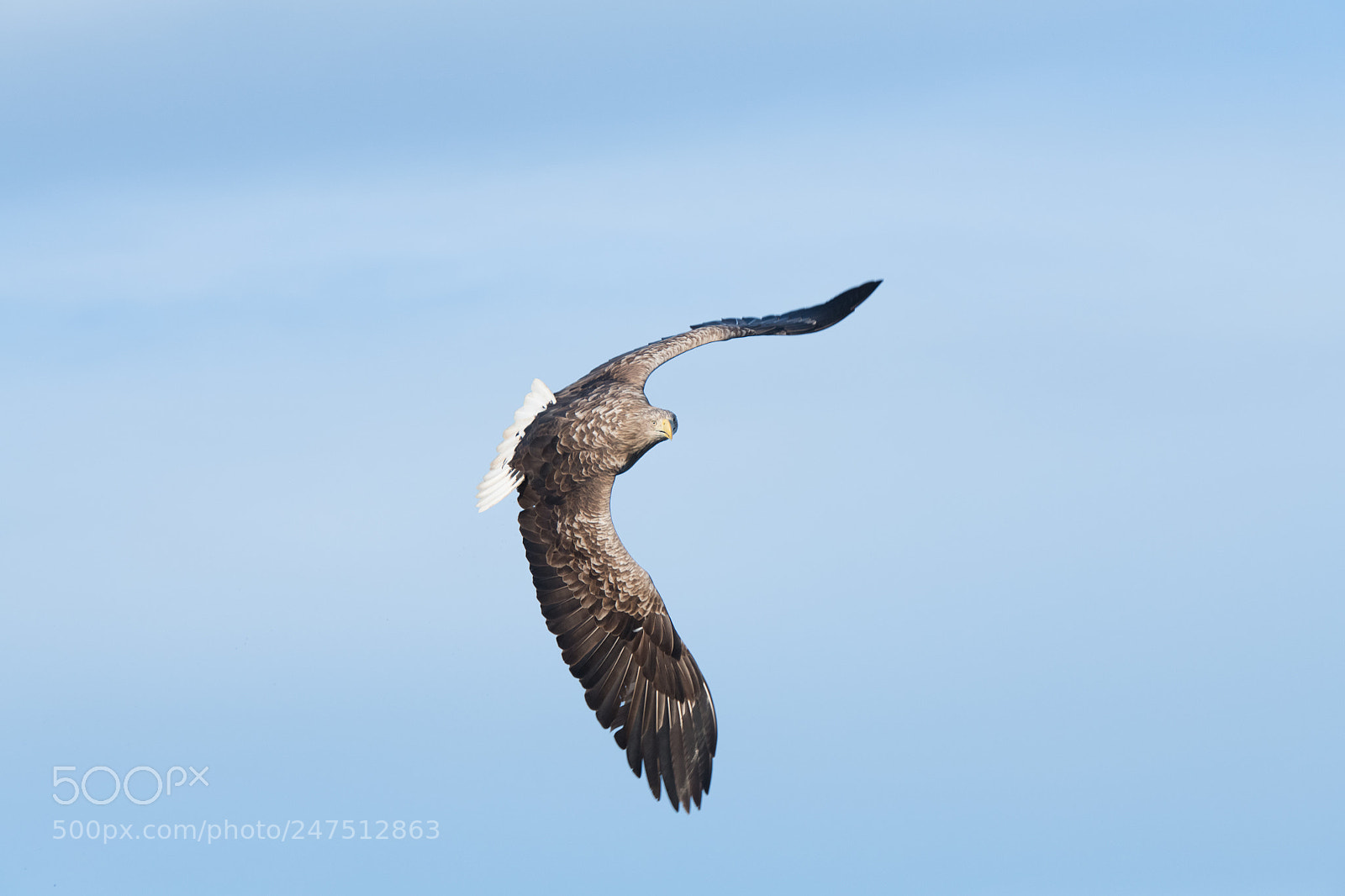 Nikon D850 sample photo. Lofoten photography