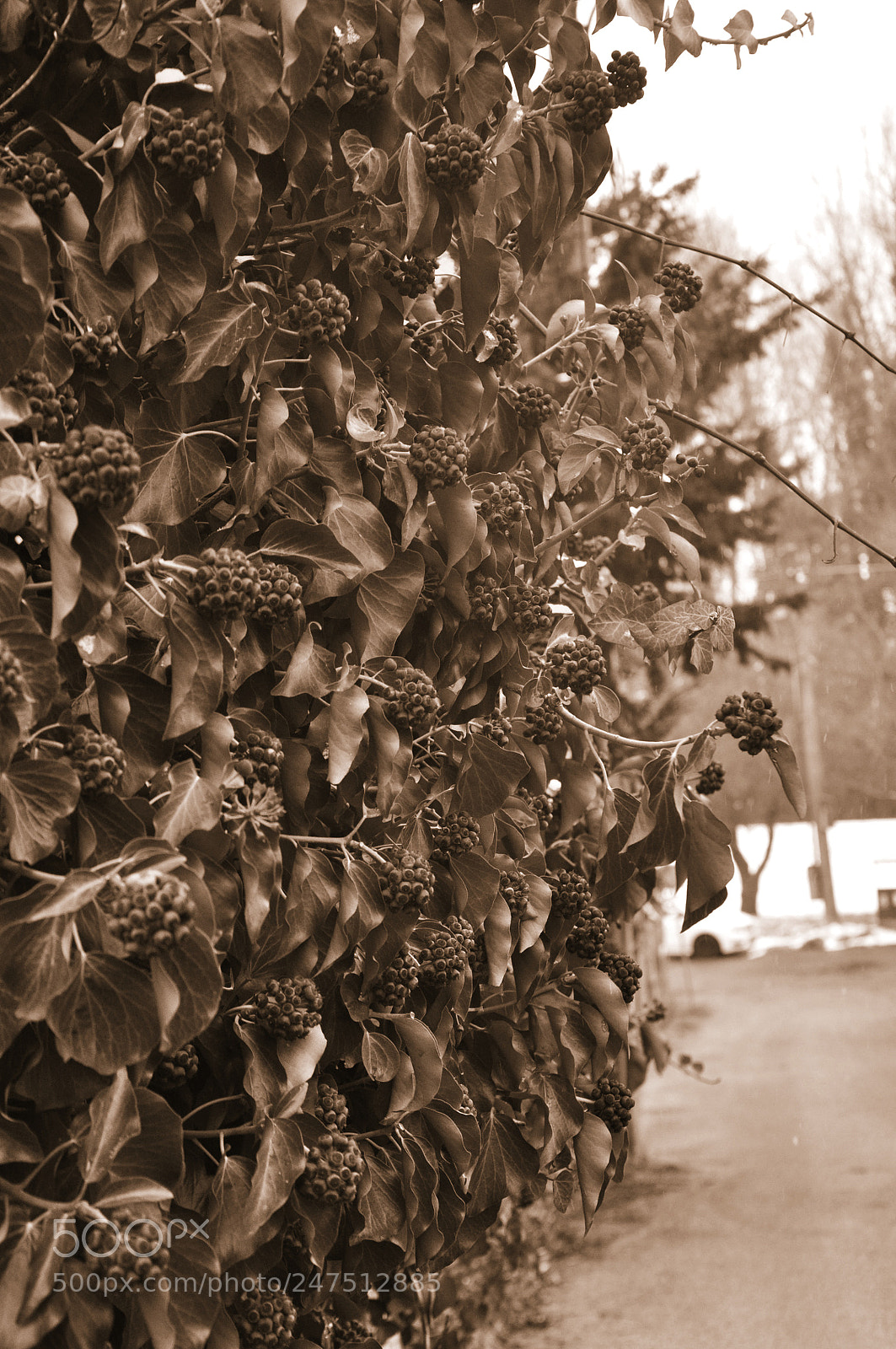 Nikon D90 sample photo. The winter green photography