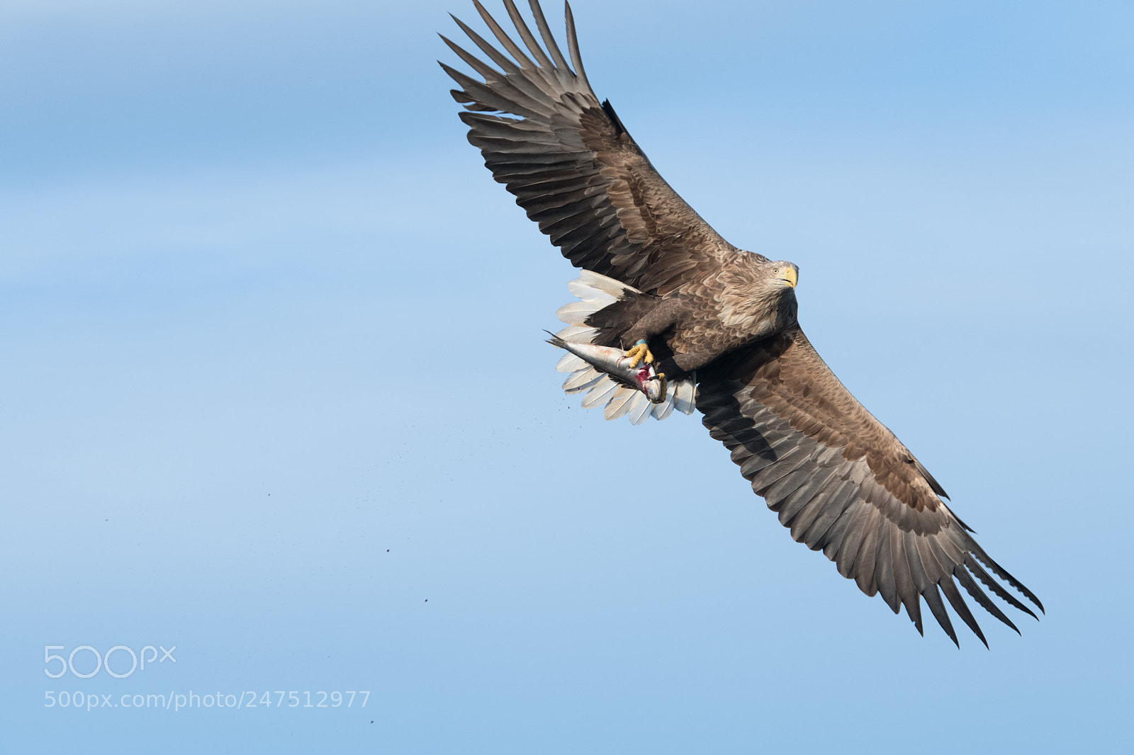 Nikon D850 sample photo. Lofoten photography