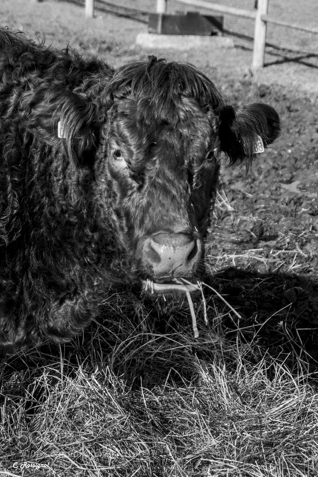 Sony SLT-A65 (SLT-A65V) sample photo. A salers cow photography