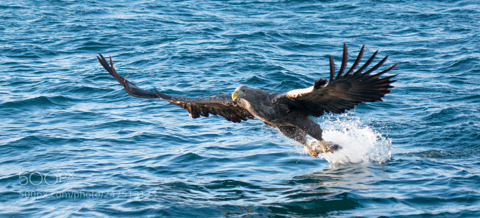 Nikon D850 sample photo. Lofoten photography