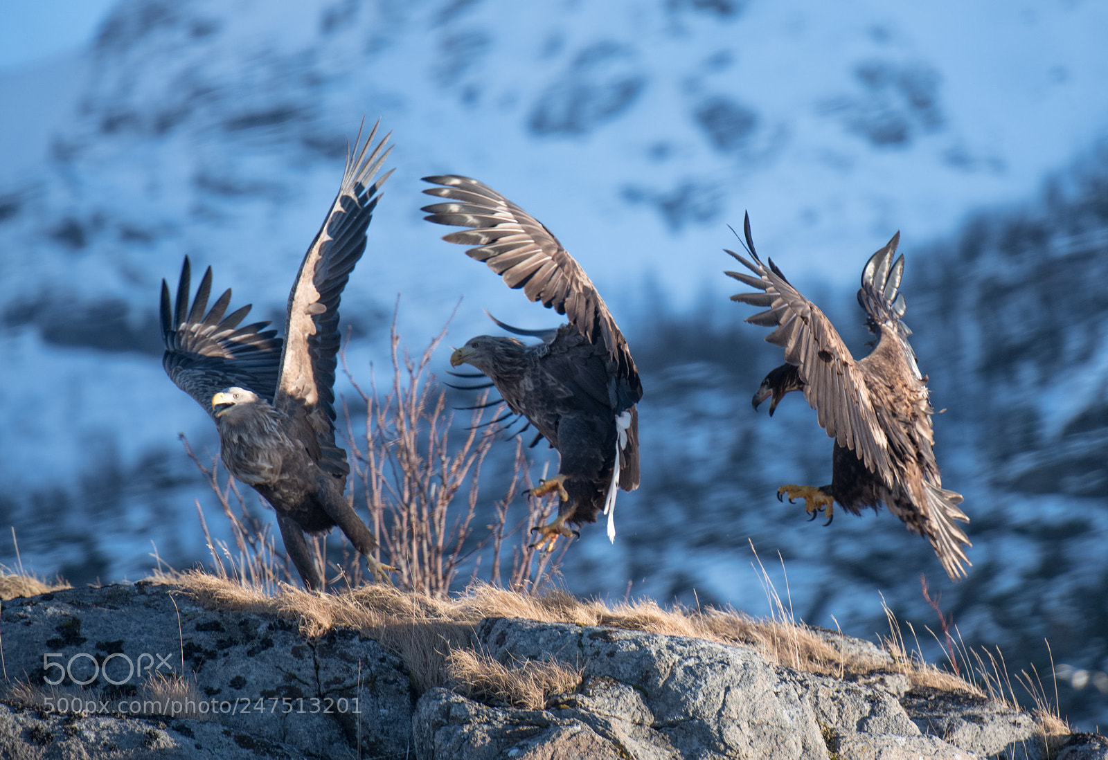 Nikon D850 sample photo. Lofoten photography