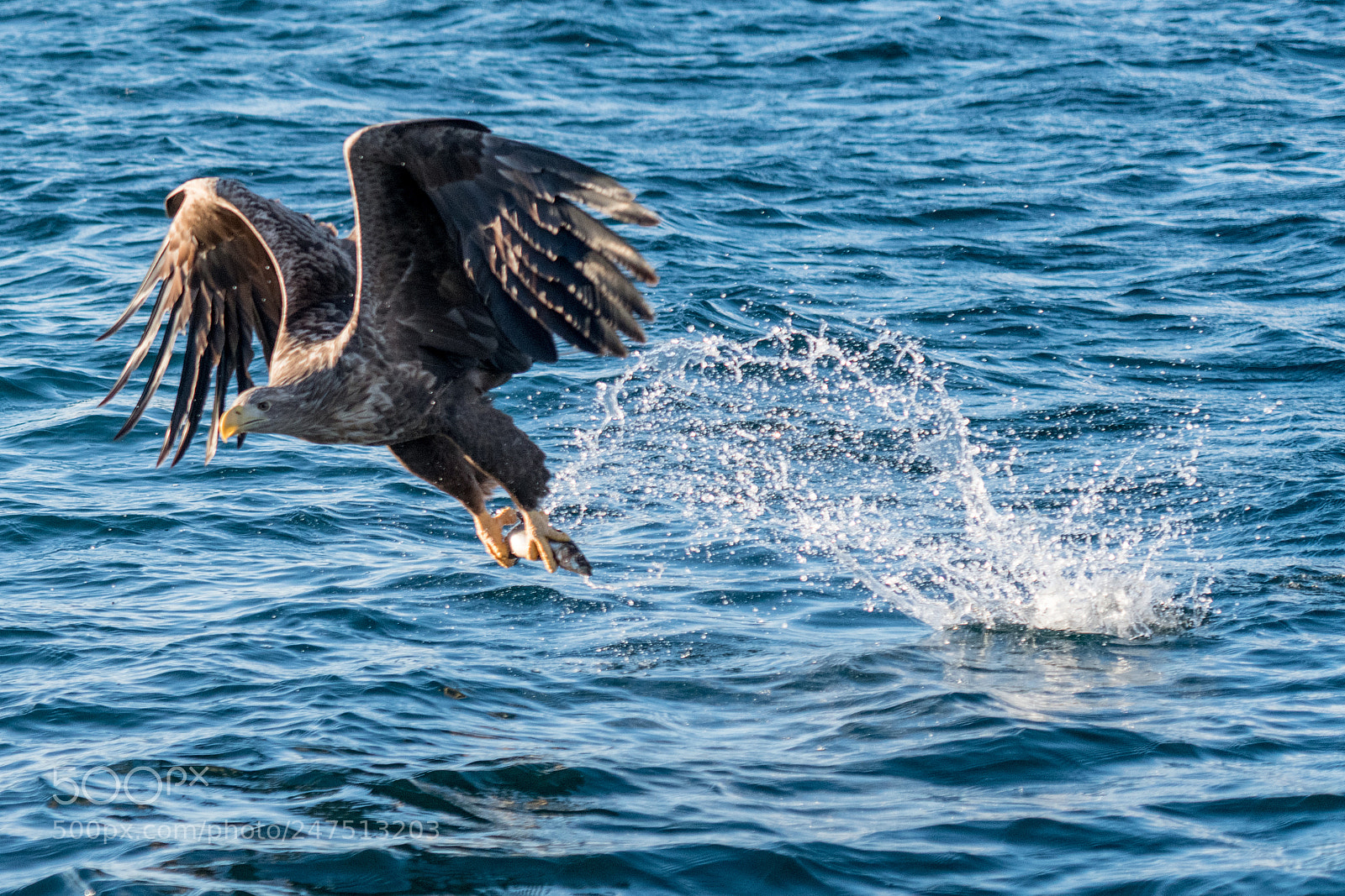 Nikon D850 sample photo. Lofoten photography