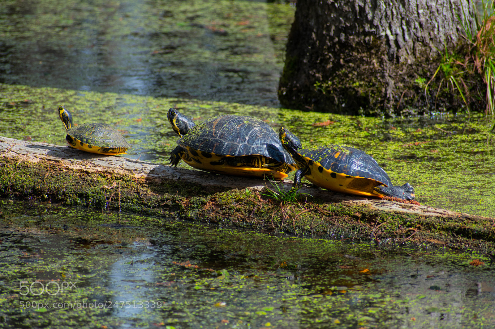 Nikon D3400 sample photo. Getting some sun photography