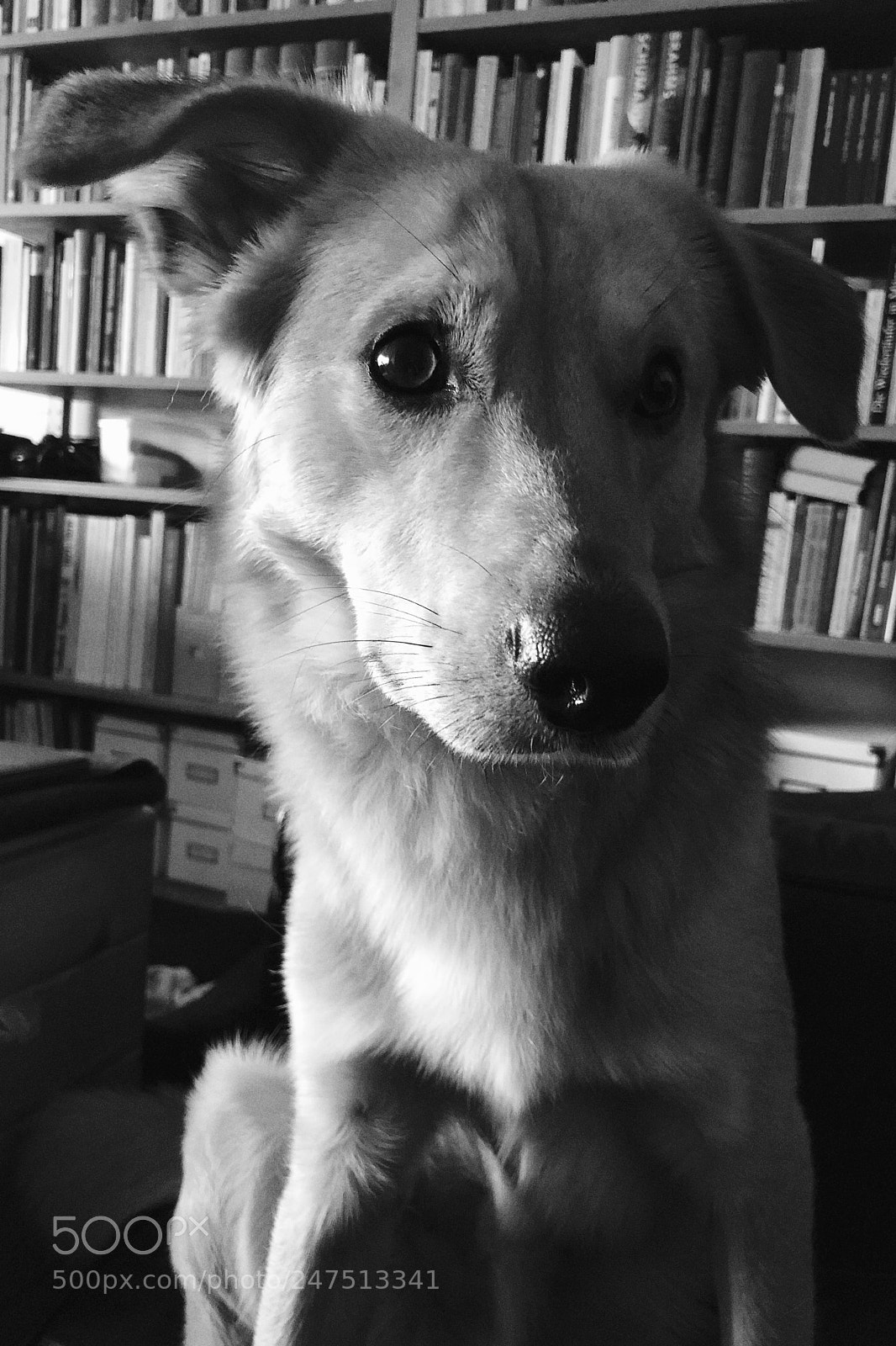 Apple iPhone X sample photo. Lupo photography