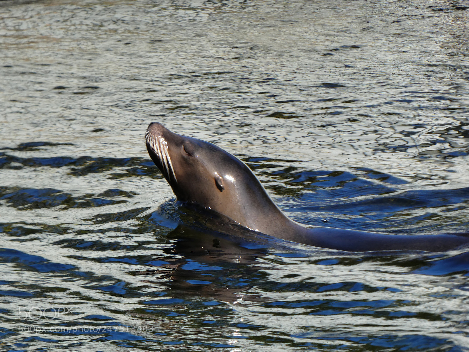 Panasonic DMC-TZ81 sample photo. Sea lion photography