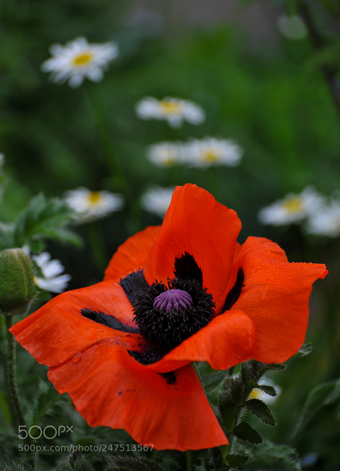 Nikon D3 sample photo. Coquelicot photography