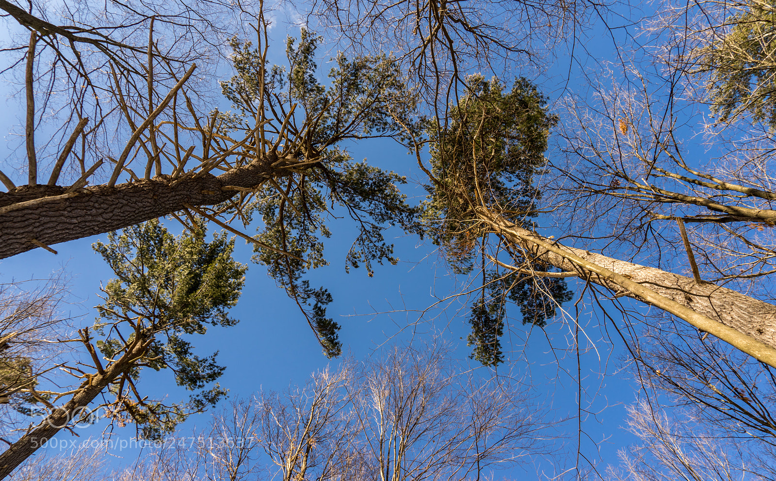 Sony a7 II sample photo. Looking up photography