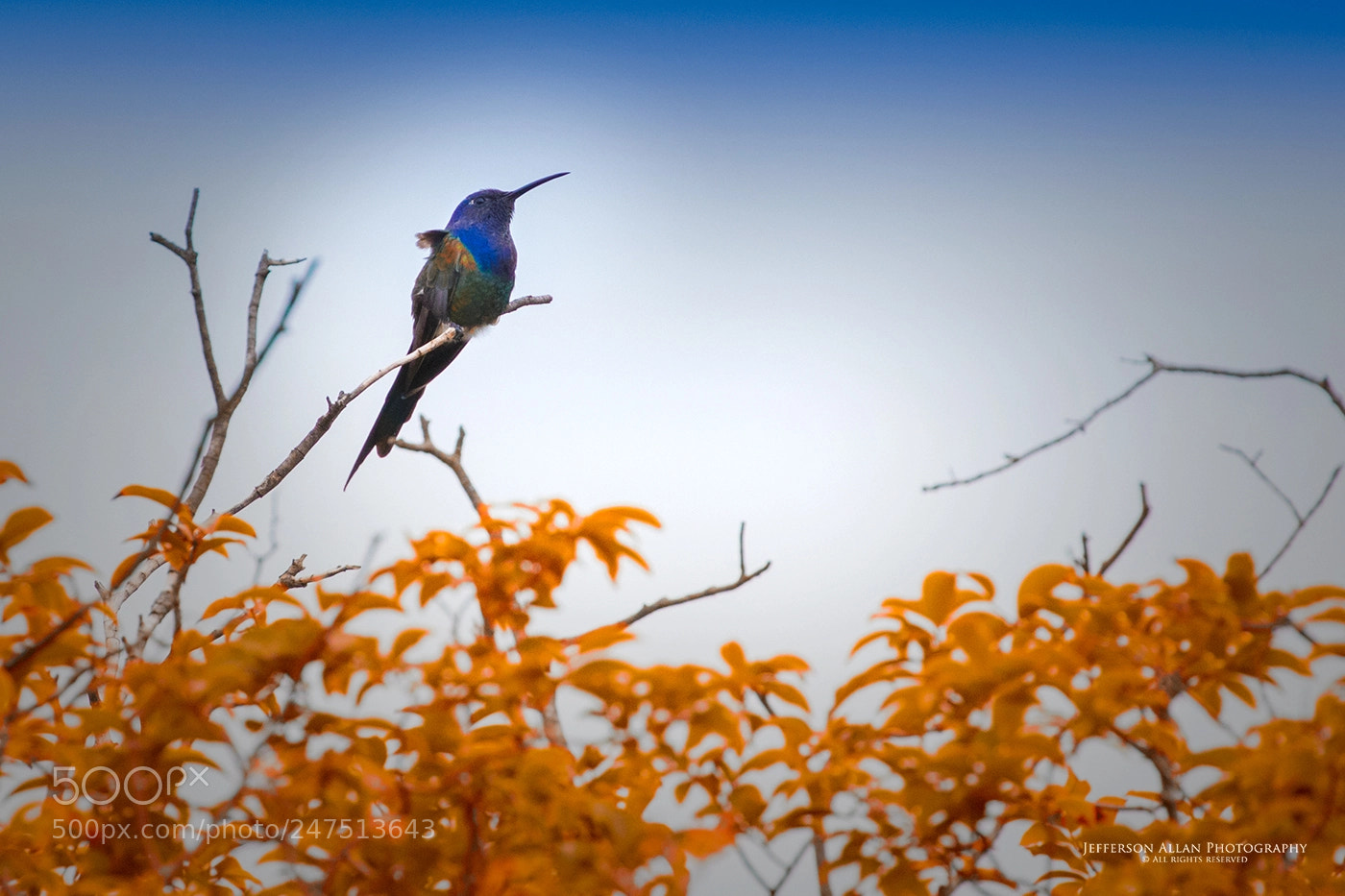 Canon EOS-1D X Mark II sample photo. Nature photography