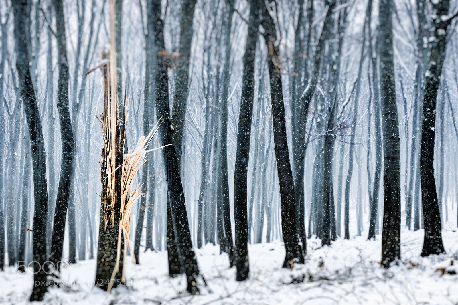 Nikon D7200 sample photo. Winter drama photography