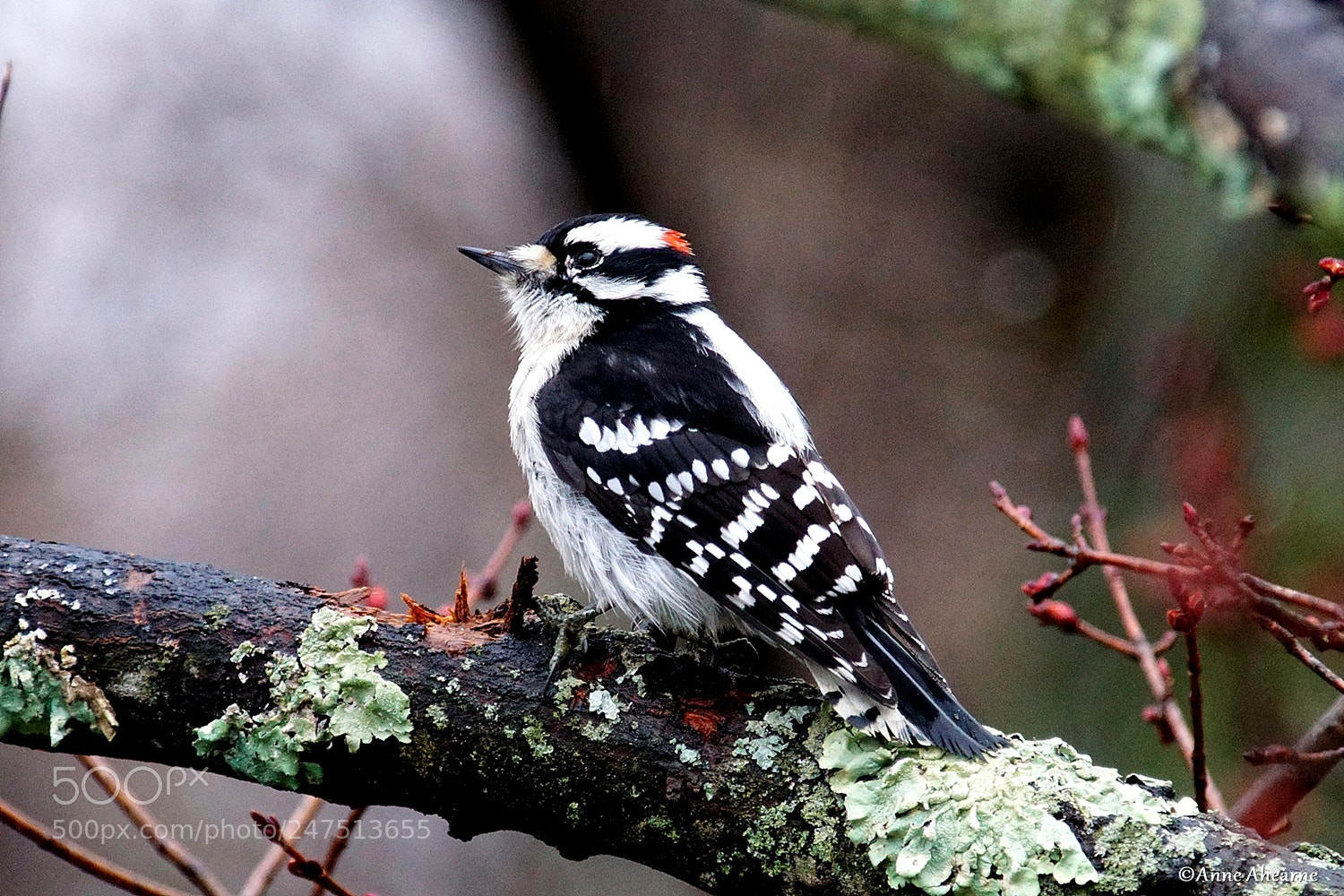Sony ILCA-77M2 sample photo. Male downy woodpecker photography
