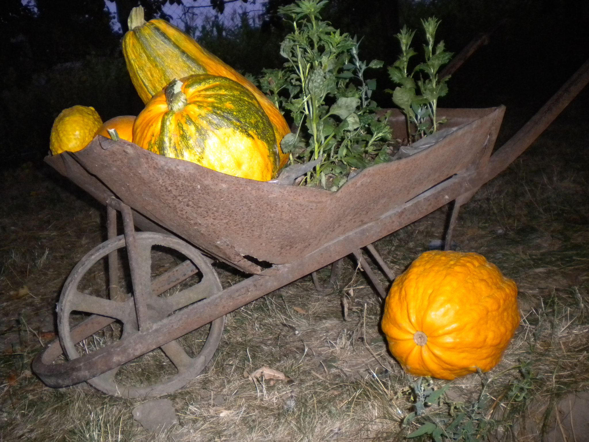 Nikon Coolpix S220 sample photo. The night of pumpkins photography