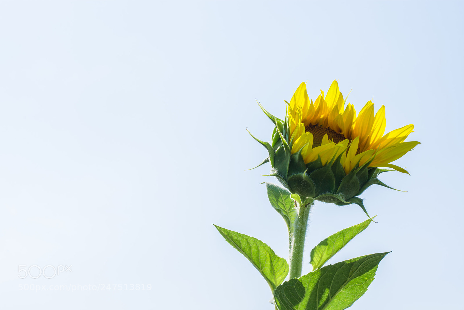 Nikon D7100 sample photo. Sunflower minimalism photography