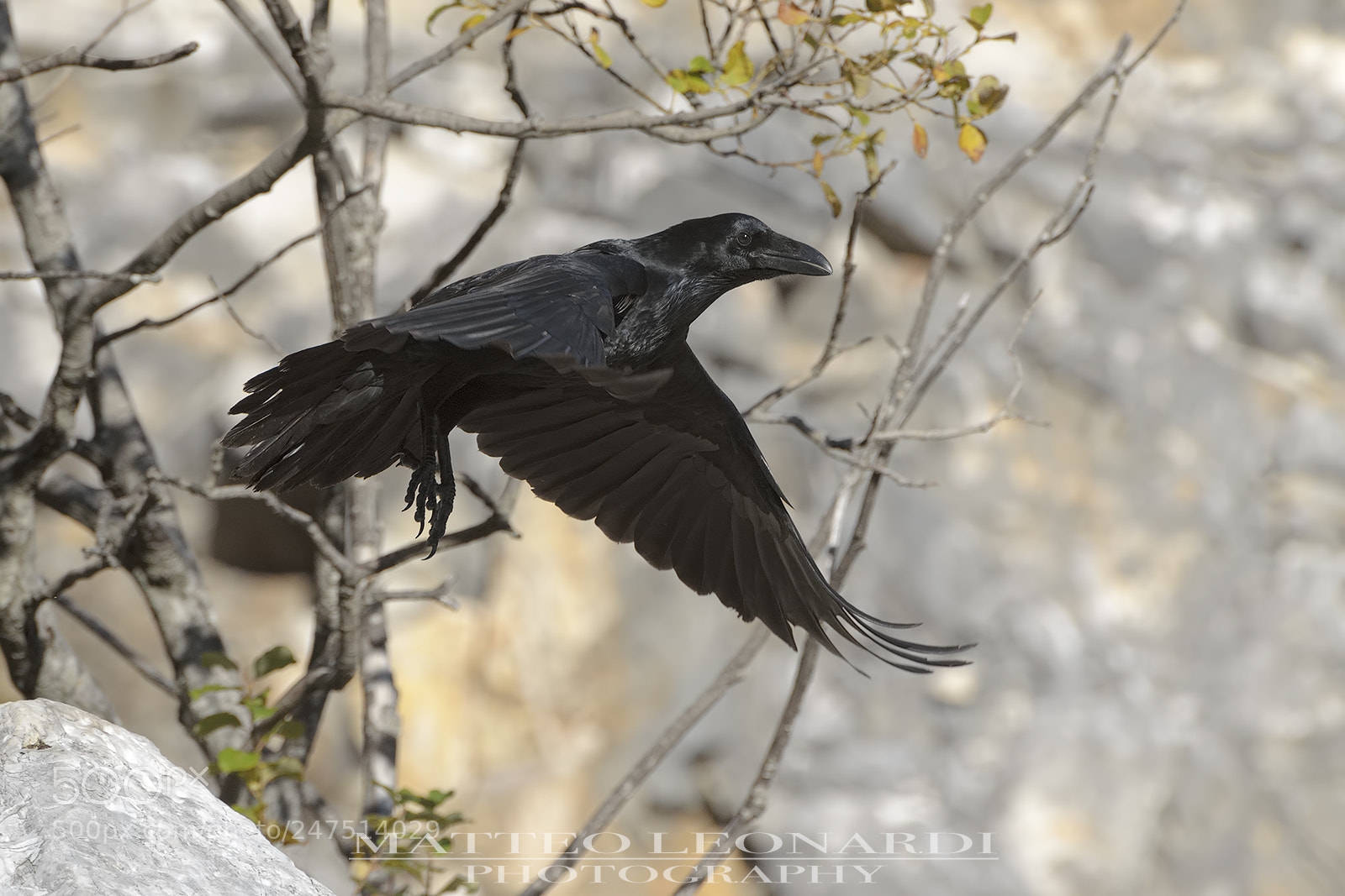 Nikon D5100 sample photo. Corvo imperiale photography
