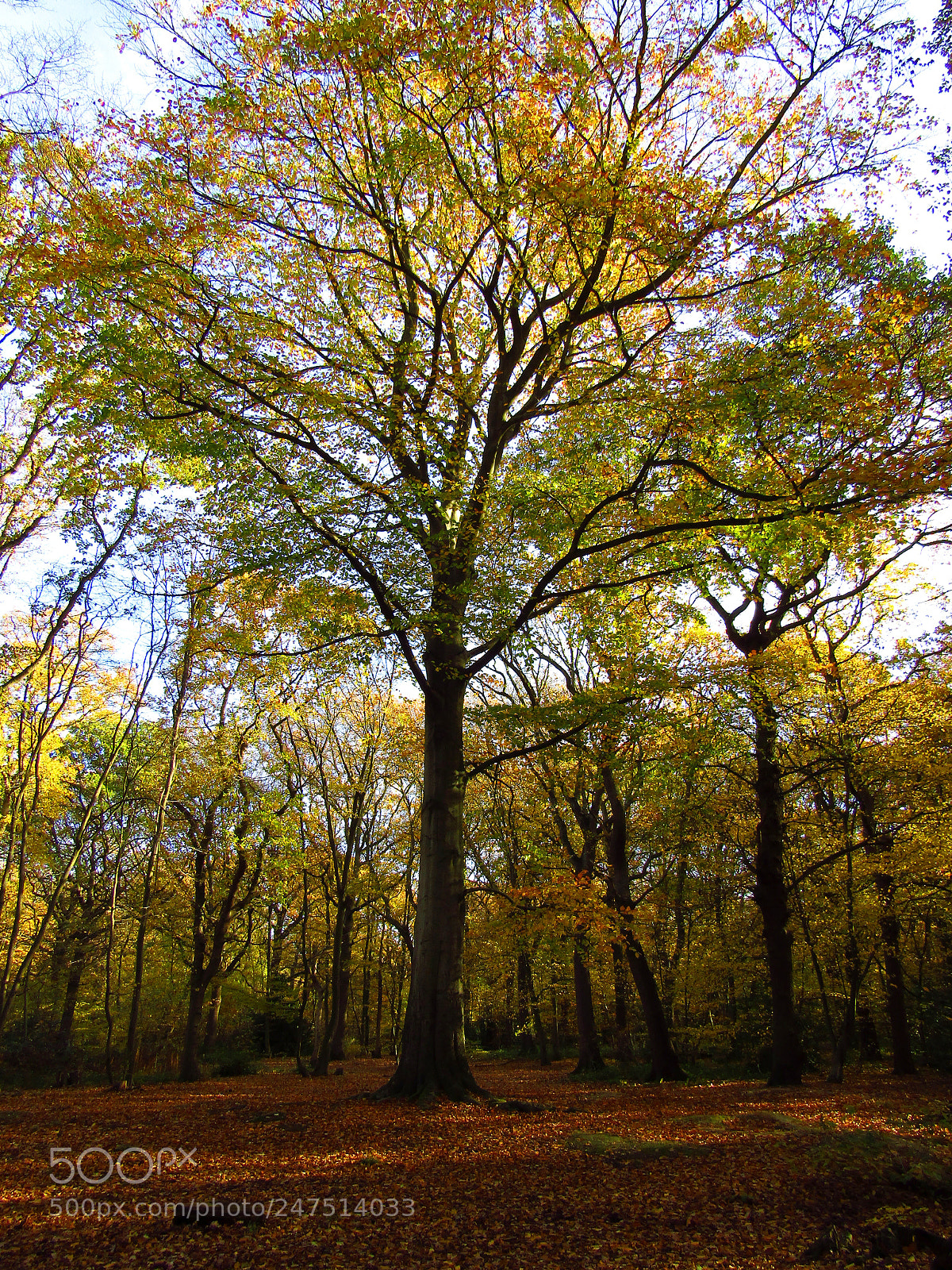 Canon PowerShot SX410 IS sample photo. West wood, hadleigh, essex photography