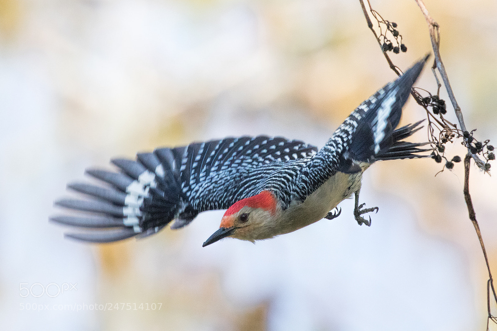 Canon EOS 7D Mark II sample photo. The flight of the photography