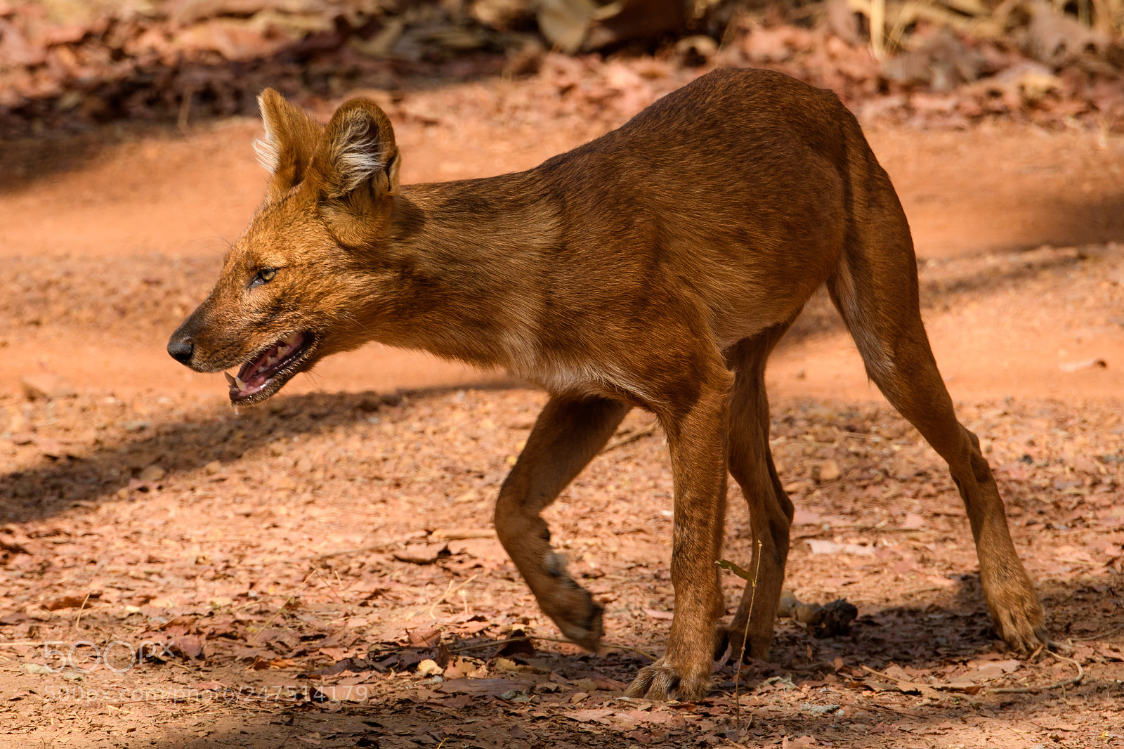 Nikon D500 sample photo. Indian wild dog photography