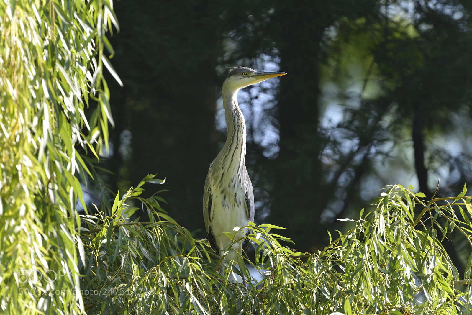 Nikon D800 sample photo. Grey heron photography