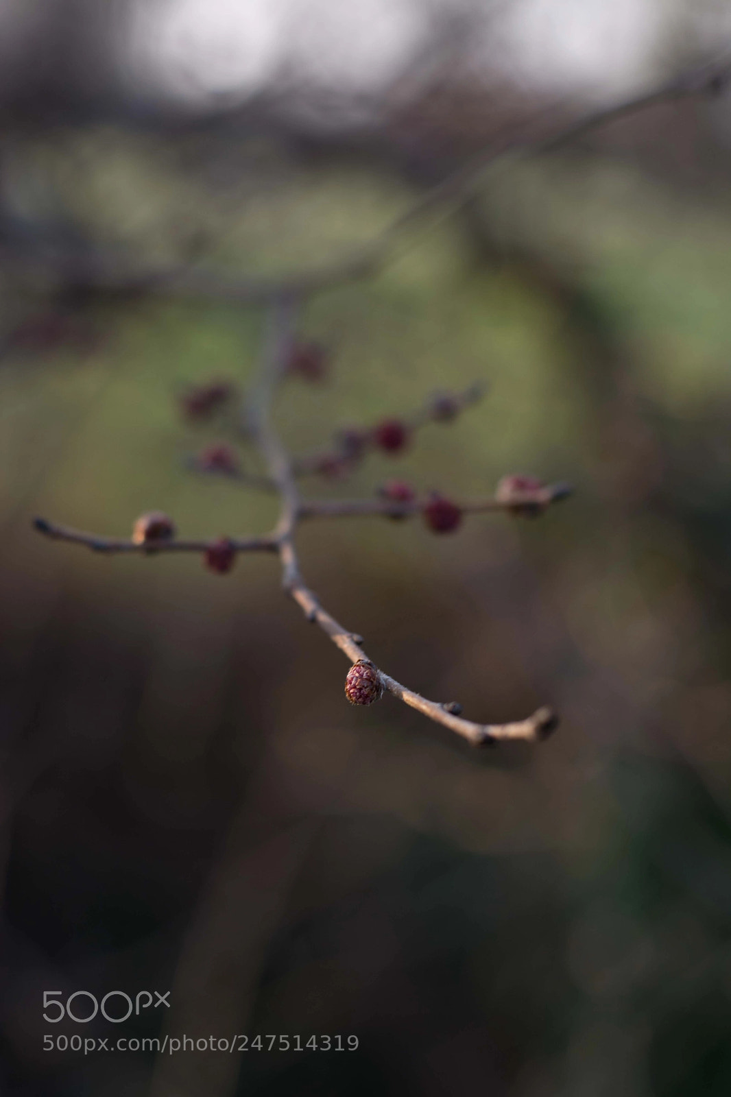 Nikon D5200 sample photo. The top of the photography
