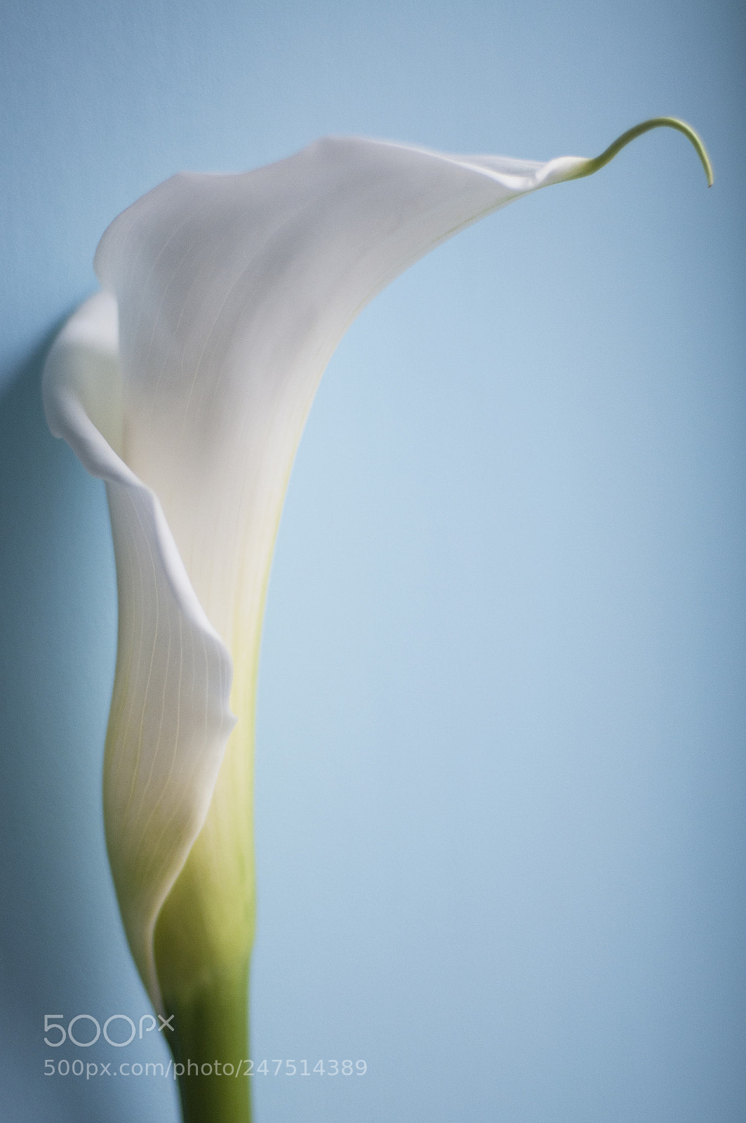 Nikon D300S sample photo. Tenderness photography