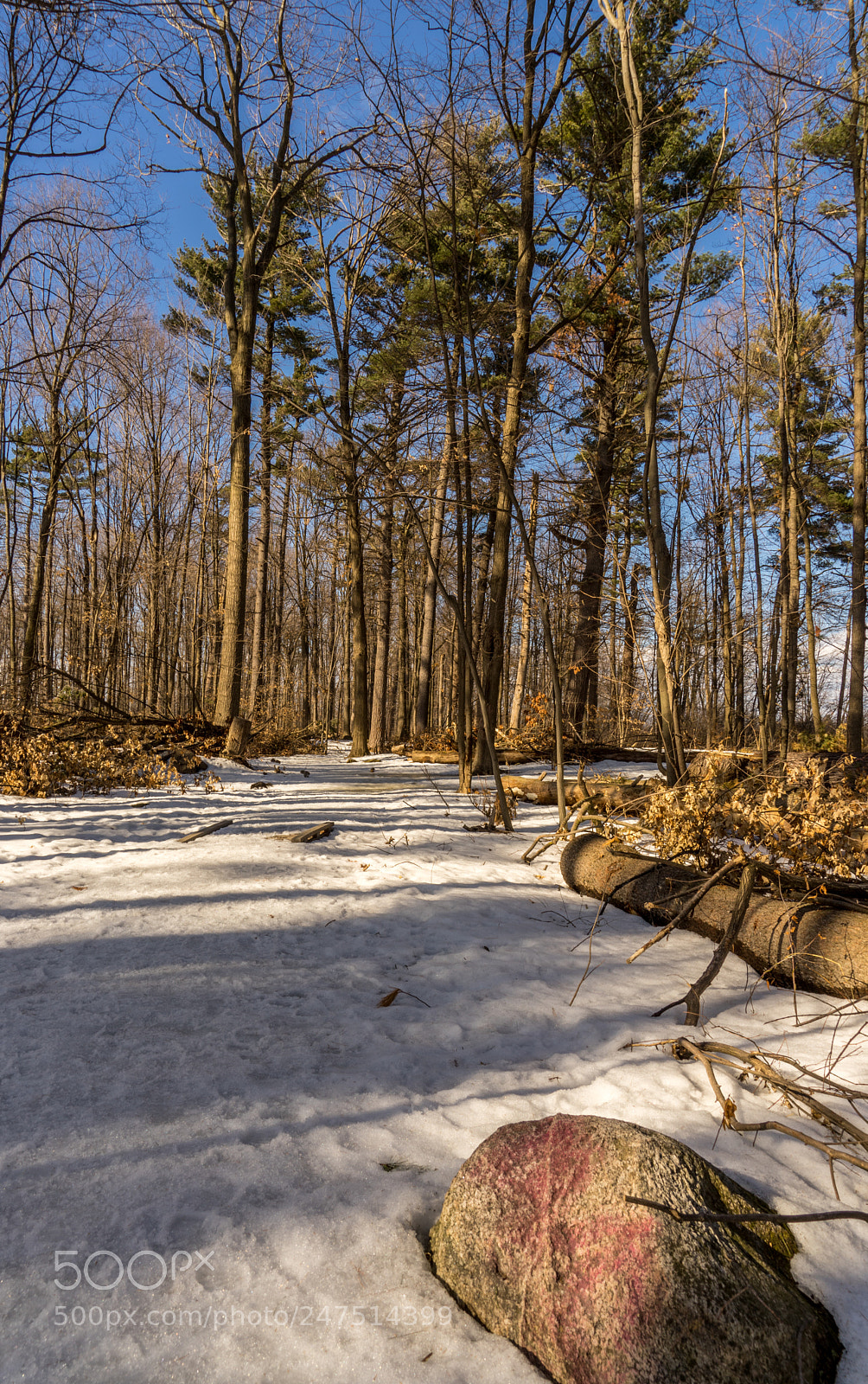 Sony a7 II sample photo. Trees and rock photography