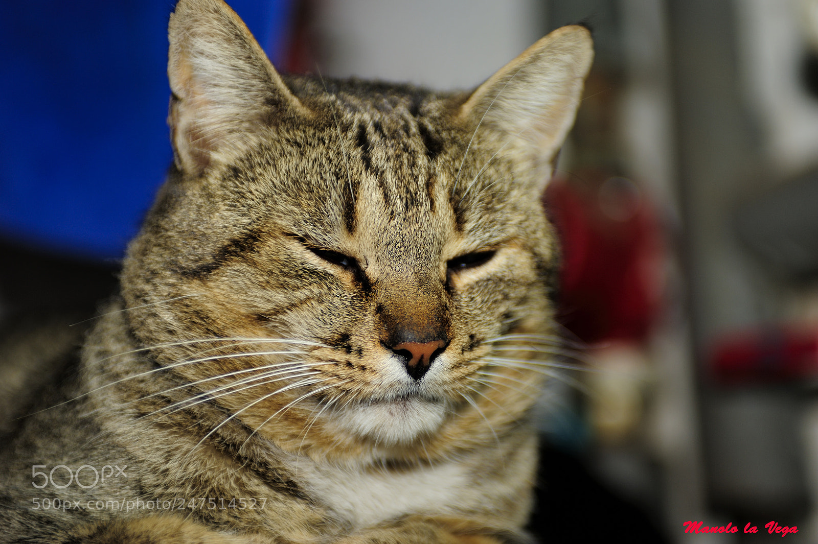 Nikon D700 sample photo. Siesta photography