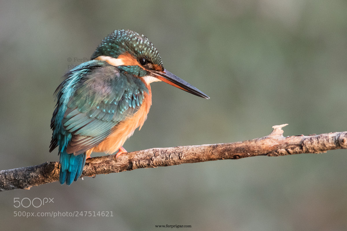 Canon EOS 7D Mark II sample photo. Kingfisher photography