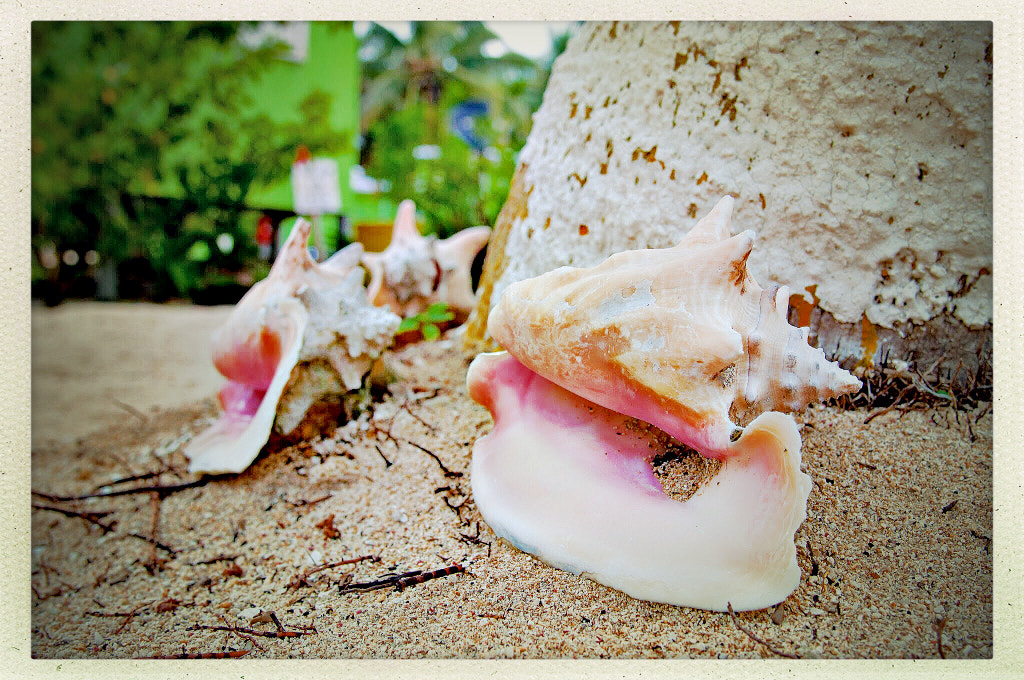 Sea shells Belize by Cattiva Kat on 500px.com