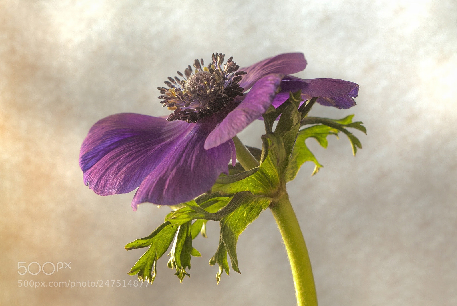 Canon EOS 50D sample photo. Beautiful flower photography