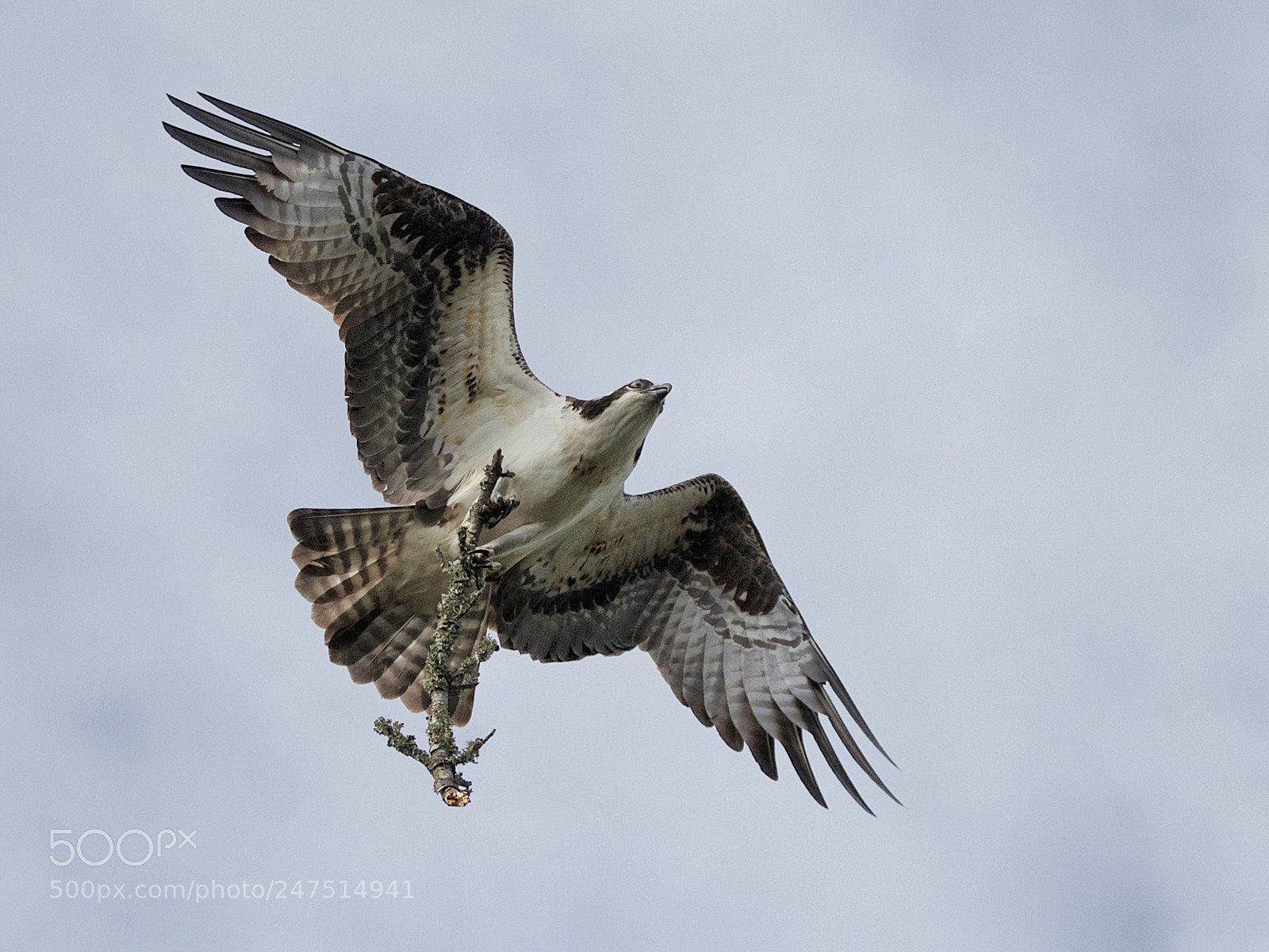 Canon EOS 7D sample photo. Osprey with branch photography