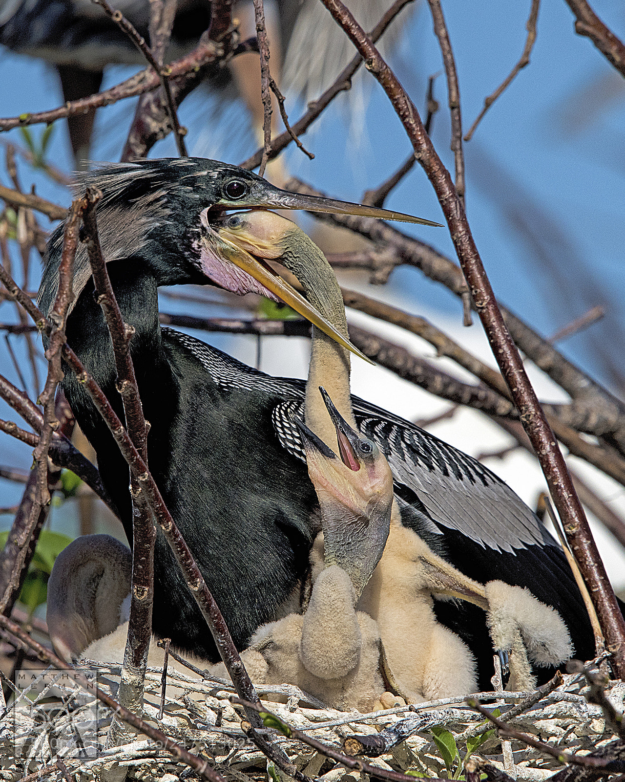 Nikon D810 sample photo. Feeding chick photography