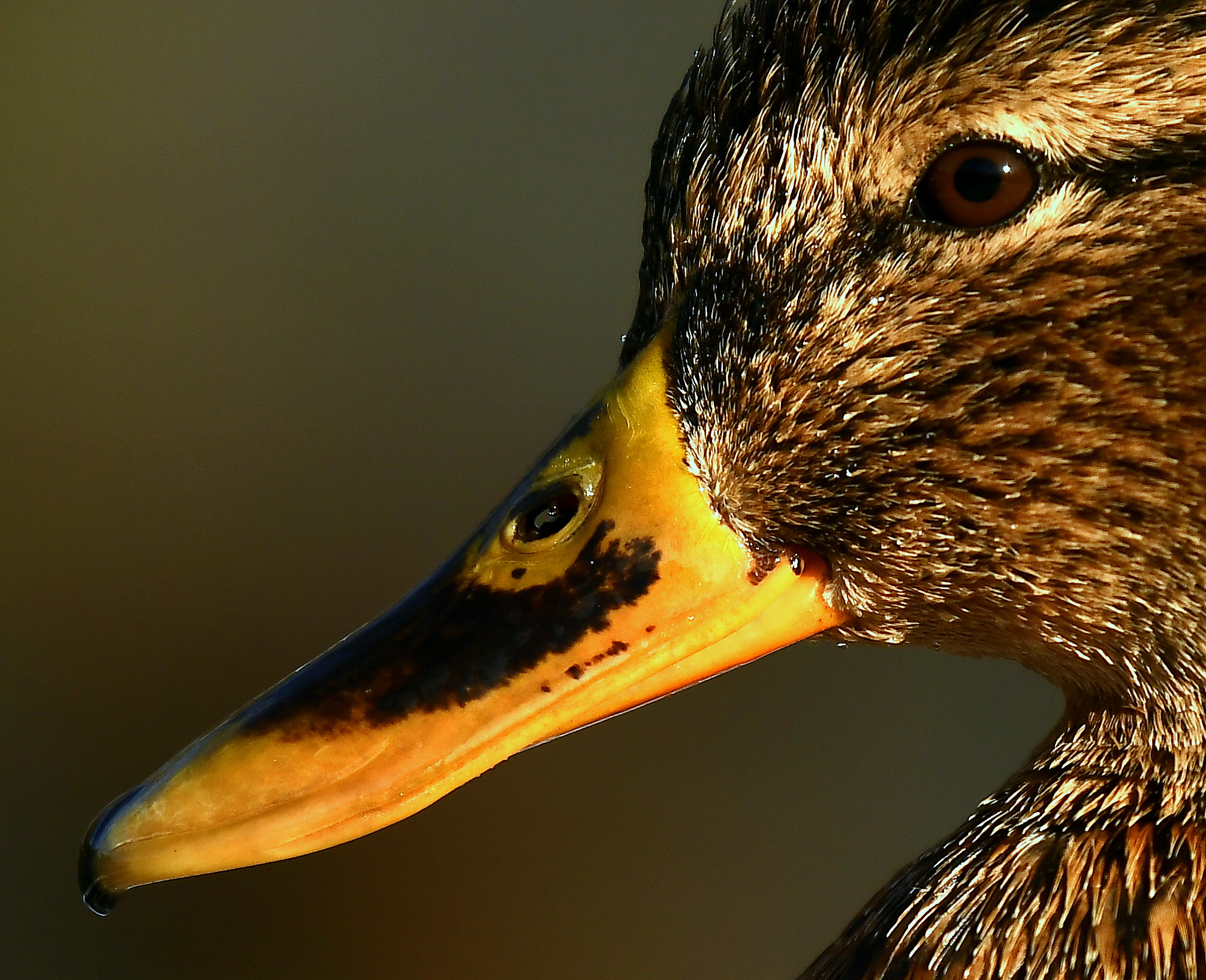 Nikon D500 + Nikon Nikkor AF-S 300mm F4E PF ED VR sample photo. Duck-girl... photography