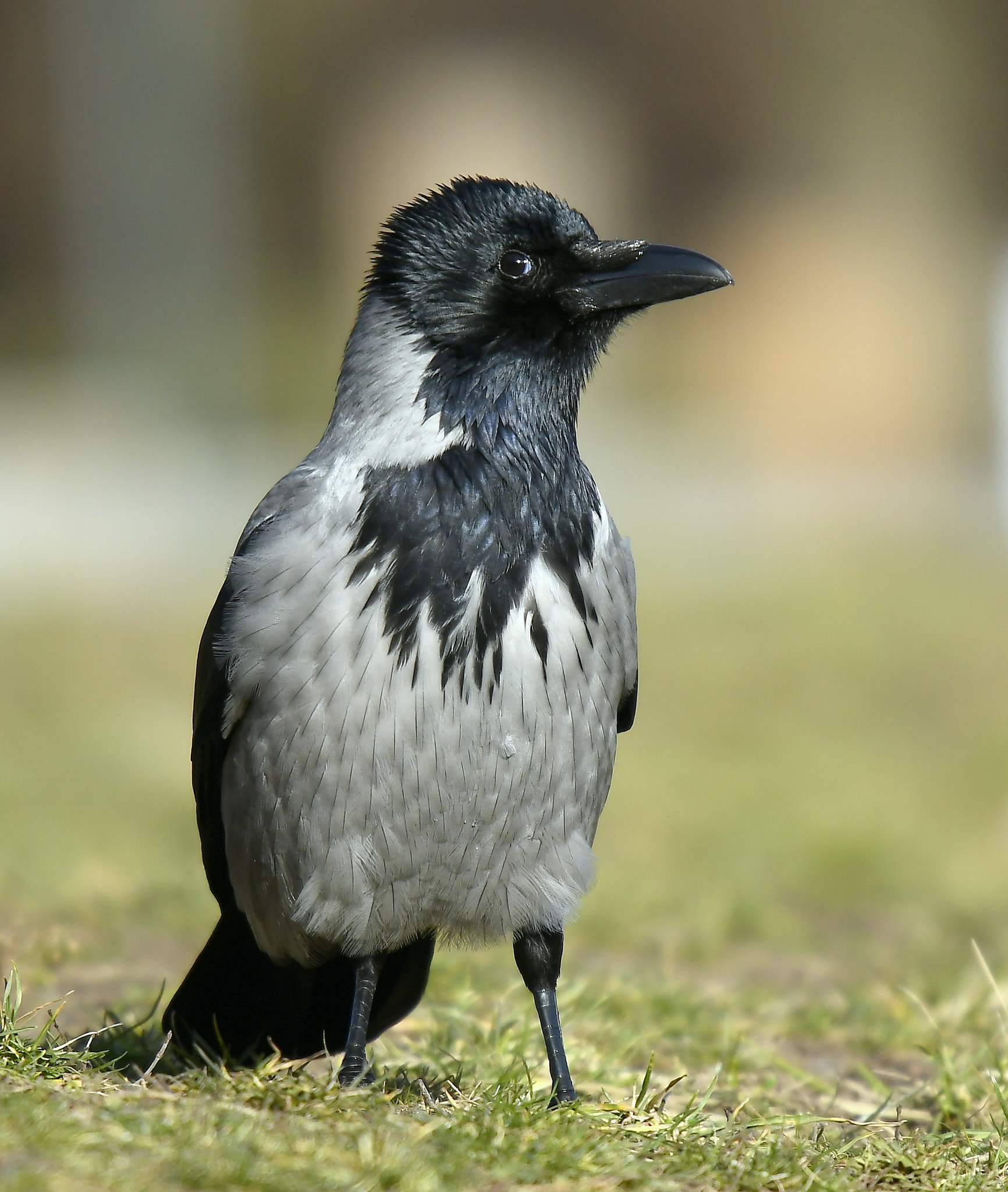 Nikon Nikkor AF-S 300mm F4E PF ED VR sample photo. What does this man...? photography