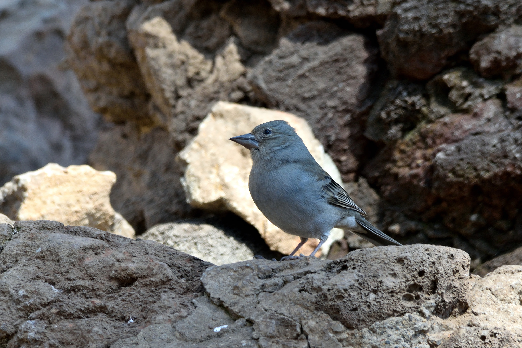 Sigma 150-500mm F5-6.3 DG OS HSM sample photo. Blue chaffinch (fringilla teydea) photography