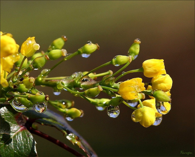 Canon EOS 60D + Sigma 105mm F2.8 EX DG Macro sample photo. Yellow photography