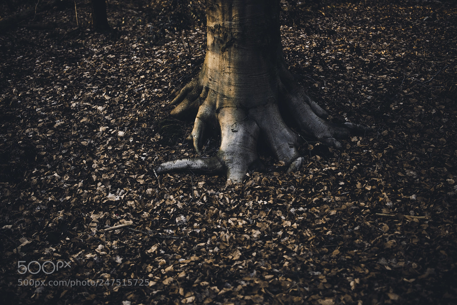 Nikon D610 sample photo. Tree photography