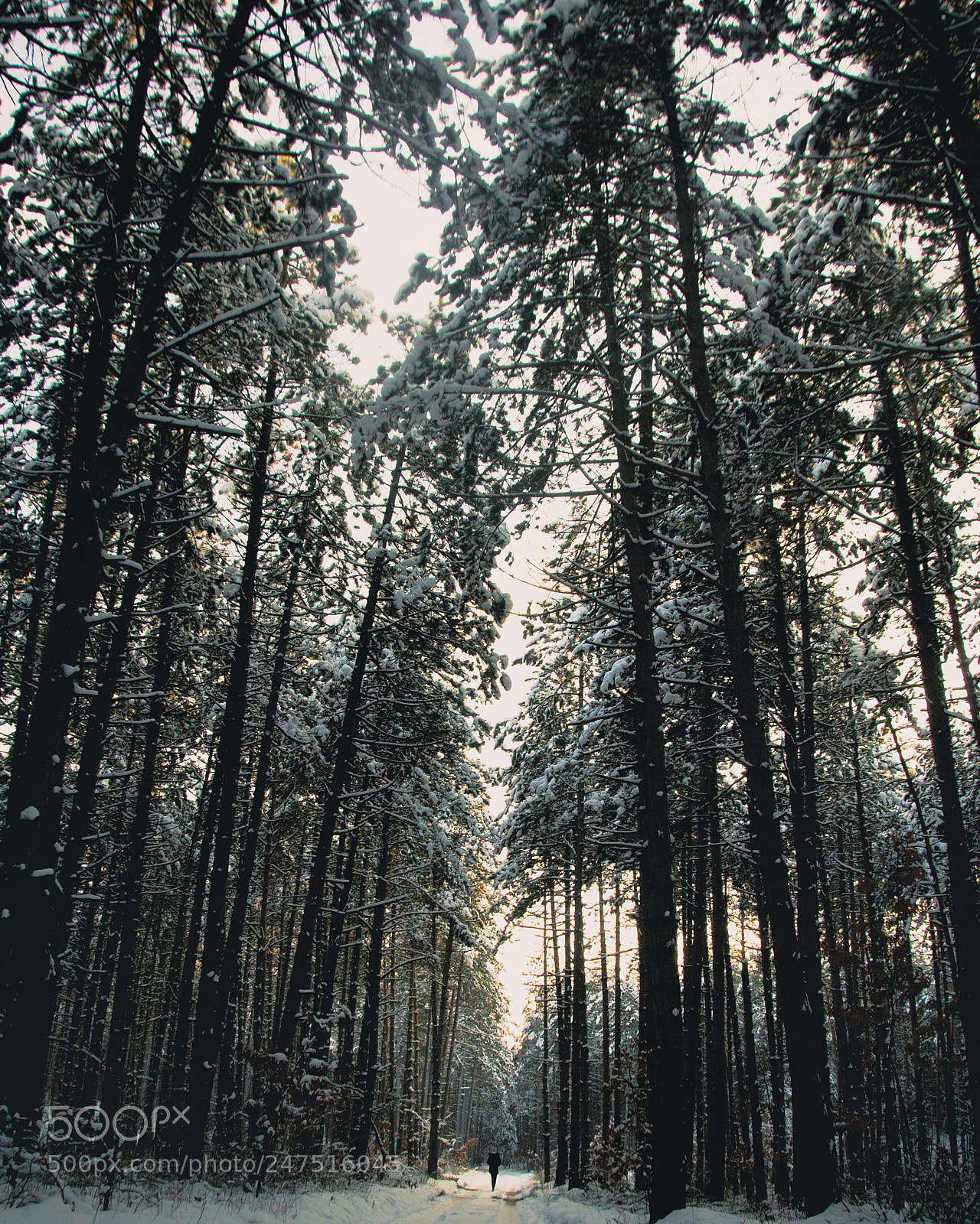 Nikon D3100 sample photo. Wandering alone photography