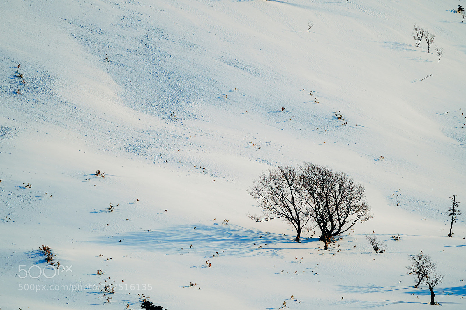 Sony a9 sample photo. Winter photography